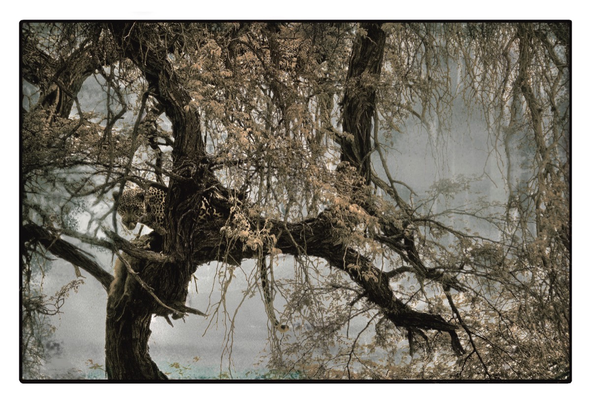 Léopard dans la brume, 2009