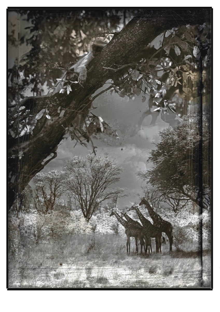 Singe et girafes Botswana, 2009
